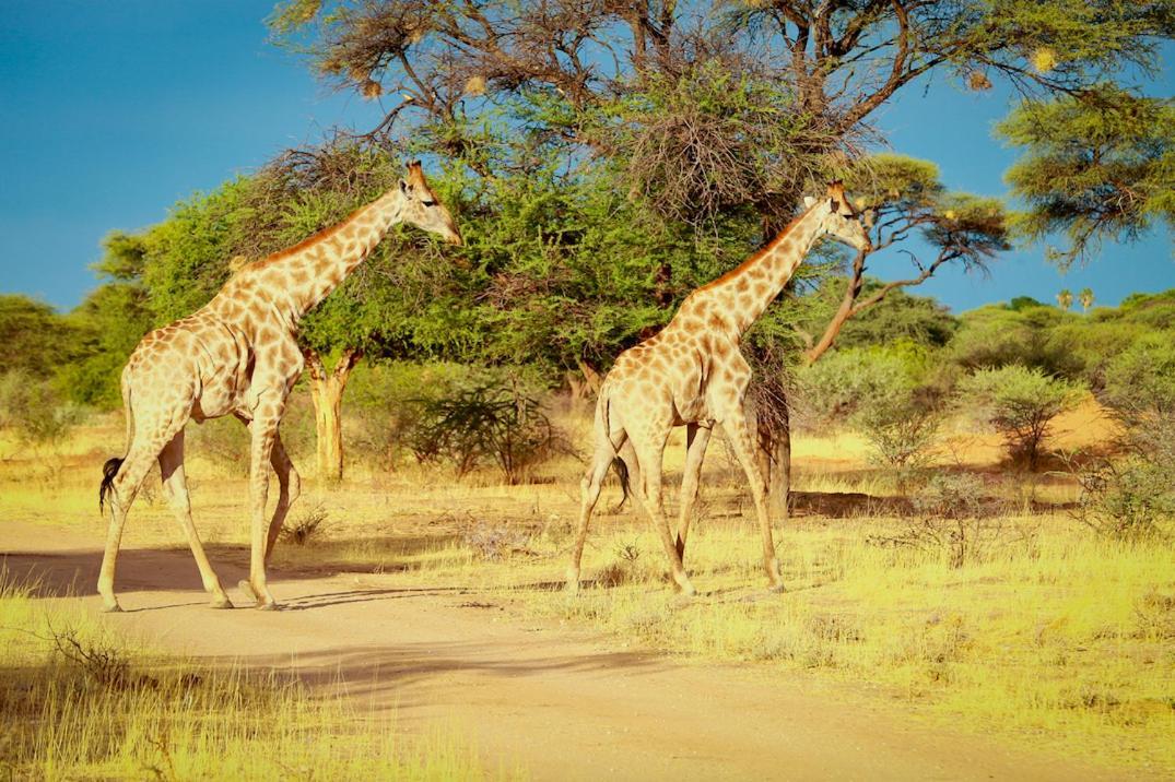 Otjiwa Safari Lodge Otjiwarongo Zewnętrze zdjęcie