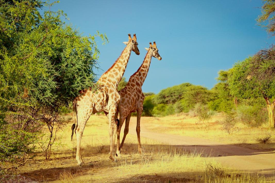 Otjiwa Safari Lodge Otjiwarongo Zewnętrze zdjęcie